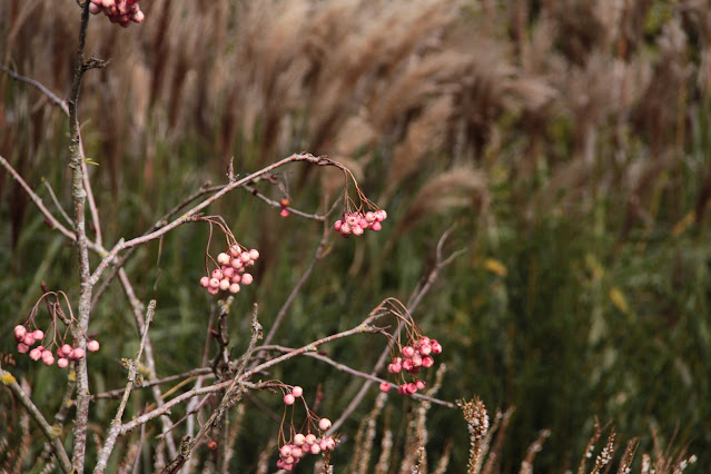 Sorbus rosea