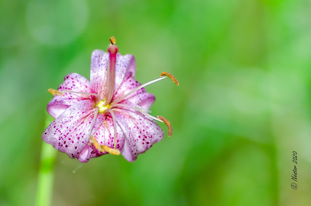 Macrofotografía