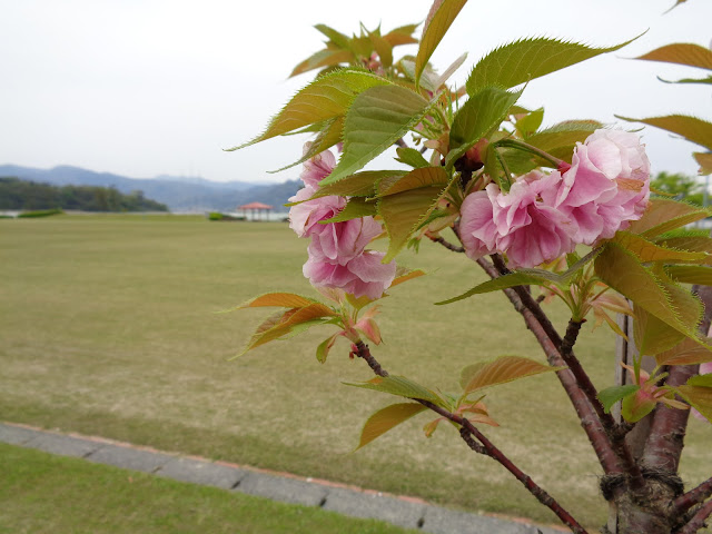 八重桜が満開