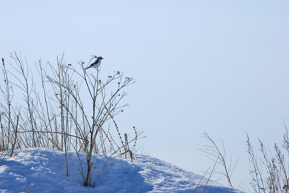 Hallõgija, Lanius excubitor, Great Grey Shrike, Northern, õgija