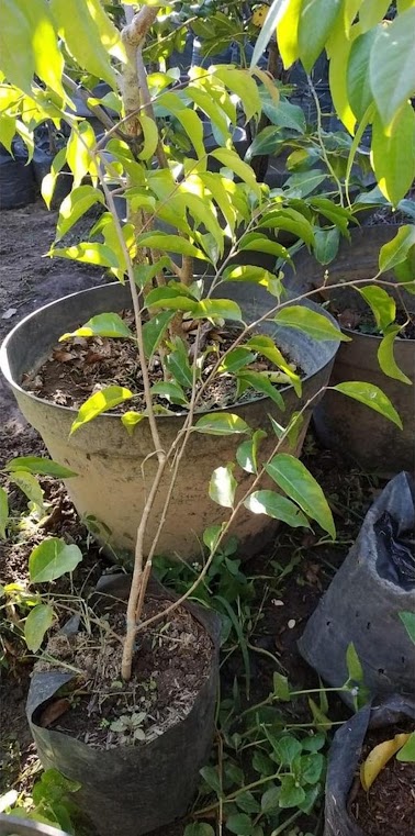 bibit tanaman plum australia plum merah plum dataran rendah an Semarang