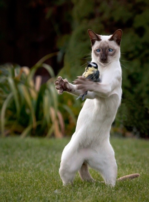 MUHTEŞEM KEDİLER kediler hakkında bilmedikleriniz ve kedilerin muhteşem o an resimleri