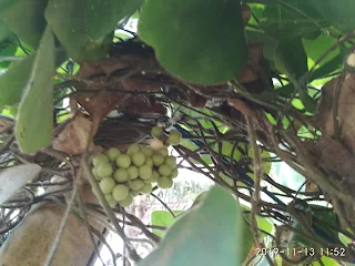 Mengenal Tanaman Cincau Dan Cara Menyemai Biji Cincau