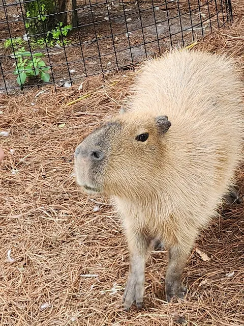 Gatorland Capybara