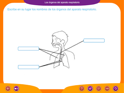 http://ceiploreto.es/sugerencias/juegos_educativos_6/1/5_Organos_aparato_respiratorio/index.html