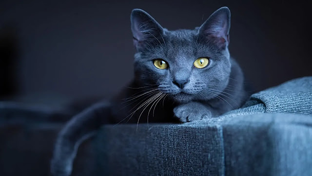 Russian Blue