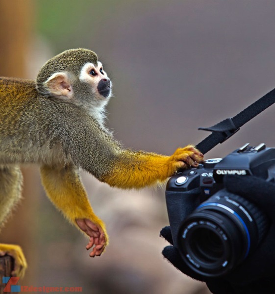 iZdesigner.com - Khi động vật chiếm máy ảnh của nhiếp ảnh gia