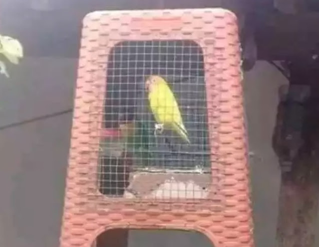 7 Unique Bird Cage Designs, Very Absurd!