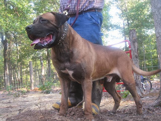 Japanese Mastiff