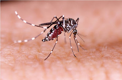 Solution For Chikungunya Mosquito Borne Disease