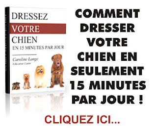 Dressage Chien