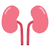 kidneys