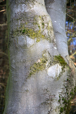 Holzstamm mit „Augen“, die wie Spione aussehen.