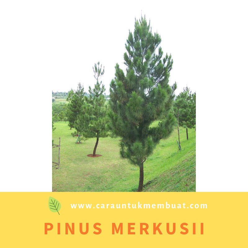 Cantik Jenis  Pohon Pinus  Bunga Hias