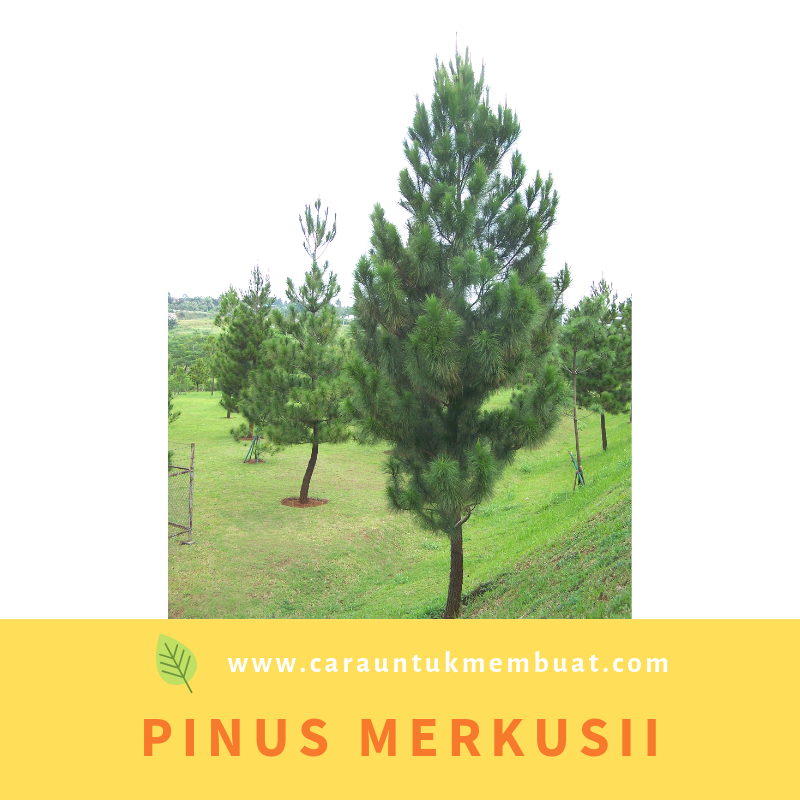 Info Terbaru Jenis Pinus, Inspirasi Terkini!