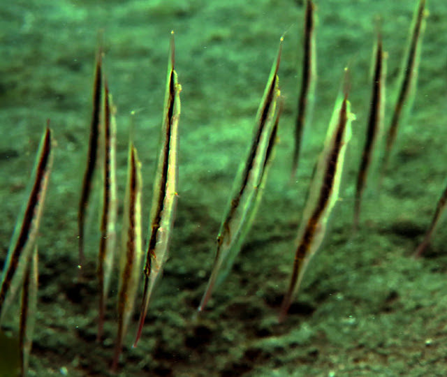 Shrimpfish, si ikan perenang vertical yang unik