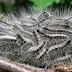 A dog brutal injuries after sniffing toxic caterpillar 