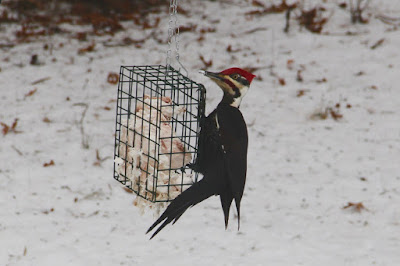 Winter, pileated woodpecker