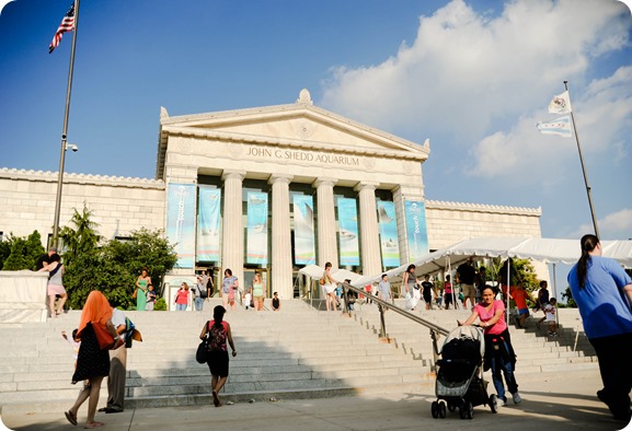 shedd1