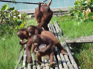 Baby orangutans with ice block