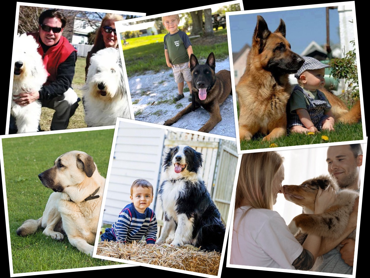 A Collage of the Best Shepherd Dogs for Families