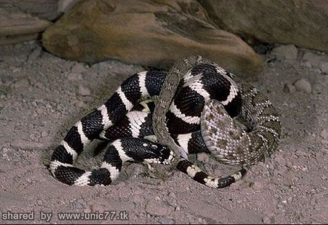 california_kingsnake_in_640_06.jpg (640×439)