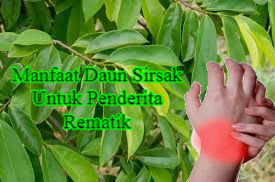 Manfaat Daun Sirsak Untuk Menyembuhkan Penyakit Rematik 