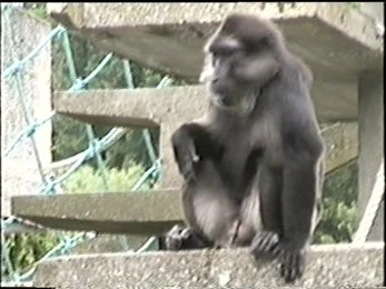 1995.06.16-014 macaque de Tonkean