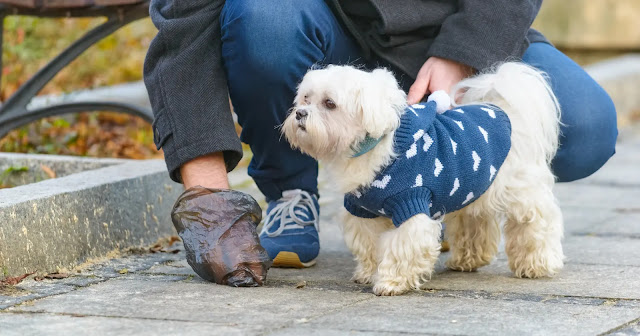 combien-de-temps-apres-manger-un-chien-fait-ses-besoins