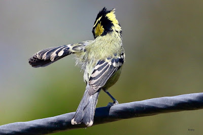 "Indian Yellow Tit (Machlolophus aplonotus) is a tiny but colourful songbird. Bright yellow plumage with contrasting black markings distinguishes this species. Perched atop a cable, displaying its bright plumage and energetic personality."
