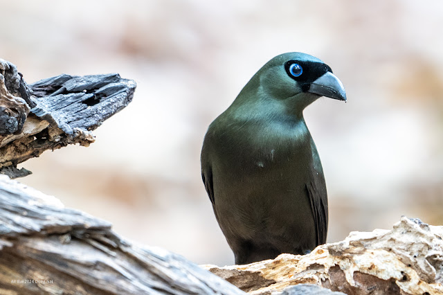 An Bui 2024 Dong Nai - Racket Tailed Treepie (Chim Khách, Chim Đuôi Vợt)