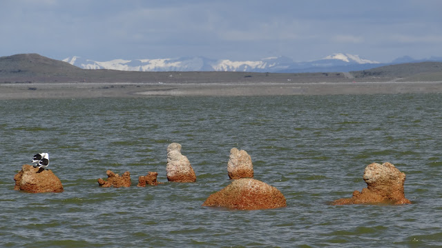Stromatolieten bij Porvenir, Vuurland 