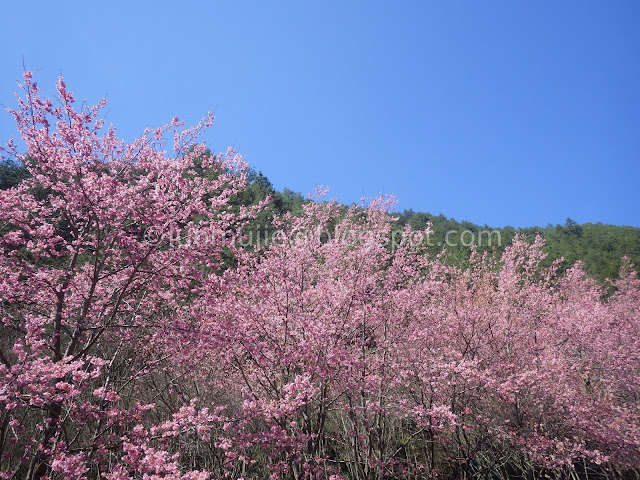 Wuling Farm cherry blossoms