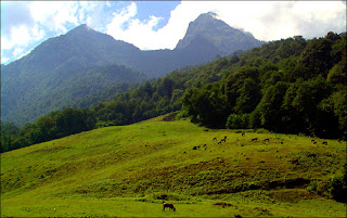 Sweet Georgia Landscape