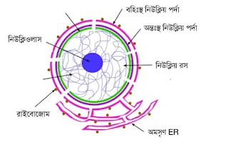 নিউক্লিয়াসের চিত্র