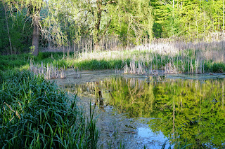 Marshy pond filled with wetland life