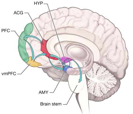 Los peores alimentos y bebidas para nuestro cerebro, según los expertos