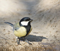 Carbonero común (Parus major)