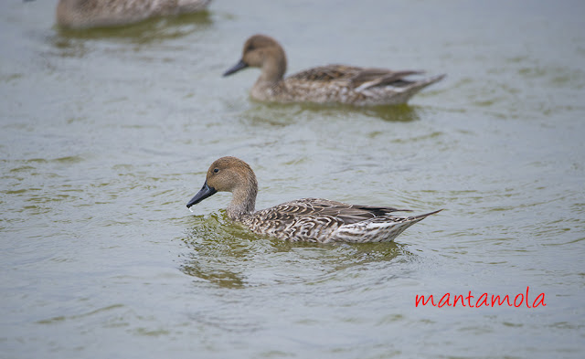 Northern Pintail