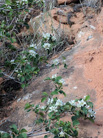 Utah Serviceberry