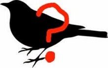 What bird