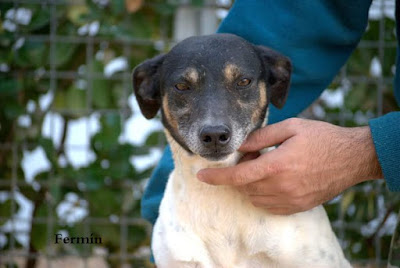 perro-disparado-refugio-sevilla-maltrato-animal