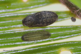 Plains Cupid - Chilades pandava