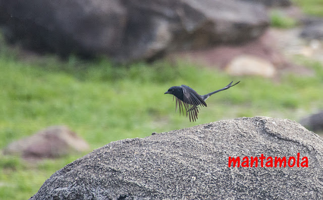 Black Drongo