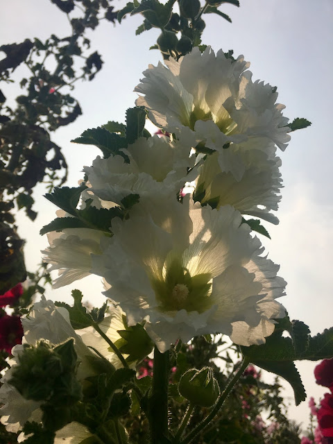 Hollyhock blossom, Xuejia, Tainan, Taiwan