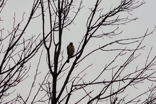 Resident Redtail Hawk in Bob Hunter Memorial Park