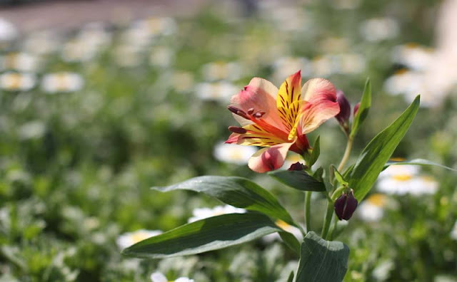 Peruvian Lily Flowers Pictures