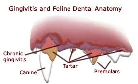 Cat Gingivitis and Tartar