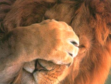 Lion facepalm