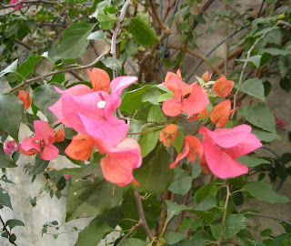 bougainvillea